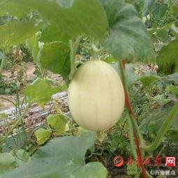 吃梨瓜长肉么,吃梨瓜真的会长肉吗？揭秘水果热量与体重关系  第2张